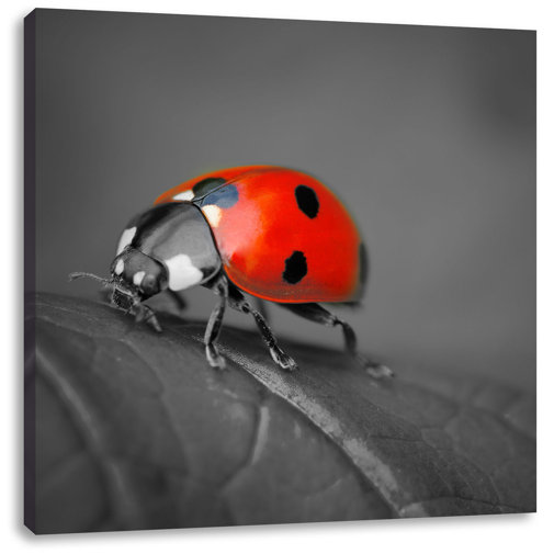 East Urban Home Leinwandbild Kleiner Marienkäfer auf grünem Blatt